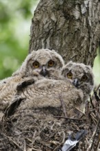 Nest in a tree... European eagle owl (Bubo bubo), young owls sitting in an old hawk nest, looking