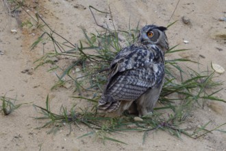 Looking round... European Eagle Owl (Bubo bubo), young owl, fledged young bird sits on the slope of