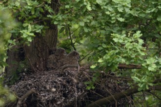 European eagle owl (Bubo bubo), eagle owl offspring, nestlings, young birds, chicks, in the nest on