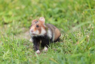 A European hamster (Cricetus cricetus) sits in a green meadow next to its burrow on a cloudy day