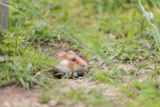 A European hamster (Cricetus cricetus) leaves his burrow