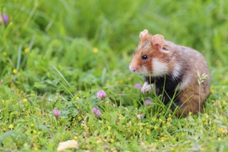 A European hamster (Cricetus cricetus) collects herbs, grass and daisies in a fresh green meadow