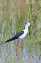 Stilt (Himantopus himantopus), adult bird standing in the reeds of the shore vegetation, wildlife,