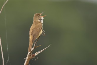 Great Reed Warbler (Acrocephalus arundinaceus), with open beak, singing, twittering, sitting on a