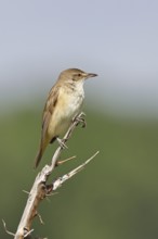 Great Reed Warbler (Acrocephalus arundinaceus), sitting on a twig, singing station, natural