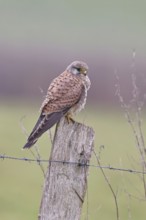 Kestrel (Falco tinnunculus), on a pasture fence post, Bieslicher Insel, Lower Rhine, North