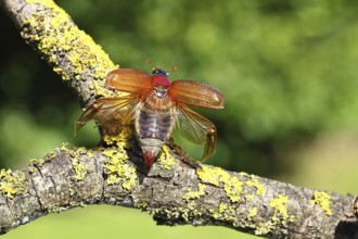 May beetle, wood cockchafer (Melolontha hippocastani), female with spread wings, on a branch