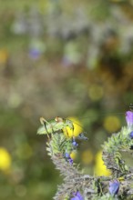 Steppe saddle grasshopper, steppe saddle grasshopper (Ephippiger ephippiger), male, on Viper's