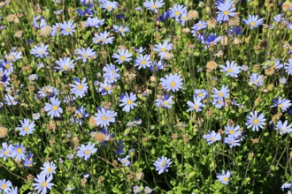 Felicia aethiopica, capaster, flower, flowering, Kirstenbosch Botanical Gardens, Cape Town, South