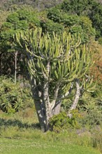 Euphorbia ingens, spurge cactus, Kirstenbosch Botanical Gardens, Cape Town, South Africa