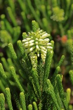 Erica sessiliflora, flower, flowering, Kirstenbosch Botanical Gardens, Cape Town, South Africa