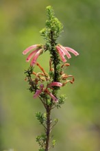 Erica glandulosa, flower, flowering, Kirstenbosch Botanical Gardens, Cape Town, South Africa