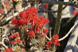 Erythrina abyssinica, tree, flower, flowering, Kirstenbosch Botanical Gardens, Cape Town, South