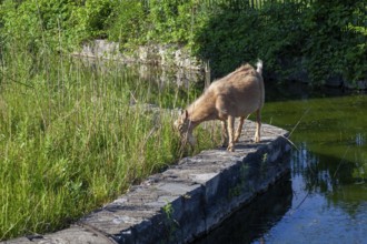Detroit, Michigan - A flock of four goats is employed eating weeds and brush in the overgrown area