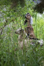 Detroit, Michigan - A flock of four goats is employed eating weeds and brush in the overgrown area