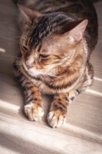 Bengal cat relaxing in sunlit room, highlighting unique fur patterns and playful demeanor on wooden