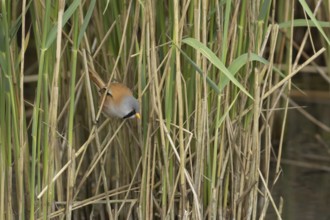 Bearded tit or reedling (Panurus biarmicus) adult male bird in a reedbed, England, United Kingdom