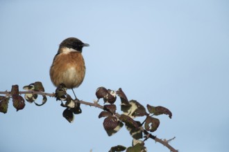 European stonechat (Saxicola rubicola) adult male bird singing on a Bramble branch, England, United