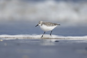 Sanderling (Calidris alba) adult bird in winter plumage in the surf of the sea on a beach, Norfolk,