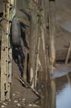 Common kingfisher (Alcedo atthis) adult bird on a tyre on a harbour wall, Norfolk, England, United