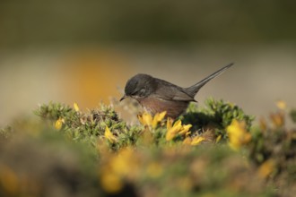 Dartford warbler (Sylvia undata) adult male bird on a Gorse bush branch, England, United Kingdom