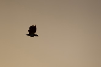 Northern Lapwing (Vanellus vanellus) silhouette of an adult bird calling in flight at sunset,