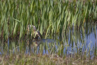 Graet bittern (Botaurus stellaris) adult bird catching a Stickleback fish in a reedbed, RSPB