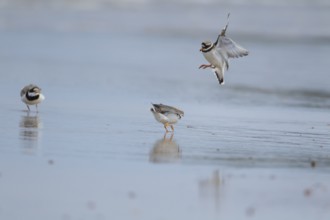 Ringed plover (Charadrius hiaticula) two adult birds fighting on a beach with another looking on,