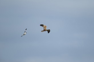 Pied avocet (Recurvirostra avosetta) adult bird calling in flight whilst chasing a Marsh harrier