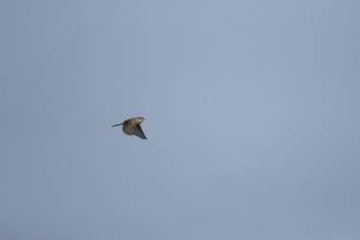 Whitethroat (Sylvia communis) adult bird singing in flight, England, United Kingdom