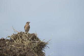 Wheatear (Oenanthe oenanthe) adult bird on a farmland muck heap, England, United Kingdom