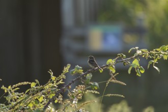 European stonechat (Saxicola rubicola) adult female bird on a Bramble branch, Suffolk, England,