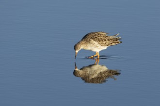 Ruff (Philomachus pugnax) adult wading bird in winter plumage feeding in a shallow lagoon, England,