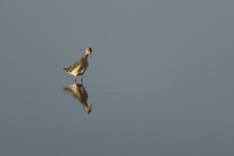 Ruff (Philomachus pugnax) adult wading bird in a shallow lagoon, England, United Kingdom
