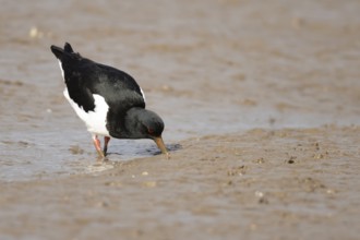 Eurasian oystercatcher (Haematopus ostralegus) adult bird feeding on a mudflat, Norfolk, England,