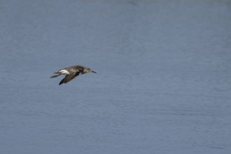 Ruff (Philomachus pugnax) adult wading bird flying over a lagoon, England, United Kingdom