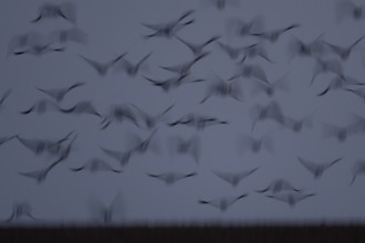 Pink-footed goose (Anser brachyrhynchus) motion blur image of adult geese birds taking off from a