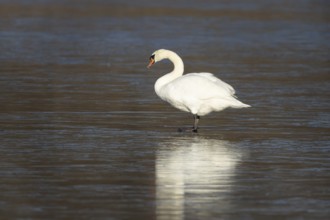 Mute swan (Cygnus olor) adult bird standing on ice on a frozen lake in winter, England, United