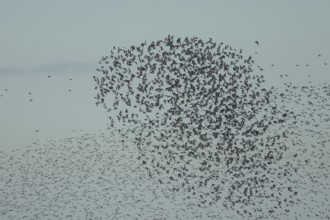 Red knot (Calidris canutus) adult birds in flight in a large flock, RSPB Snettisham nature reserve,