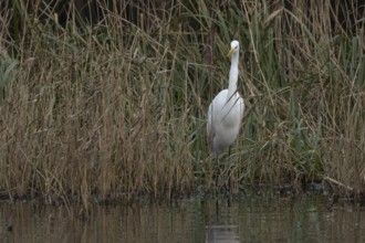 Great white egret (Ardea alba) adult bird in a reedbed on the edge of a lake, England, United
