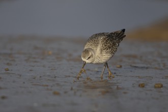 Grey plover (Pluvialis squatarola) adult wading bird in winter plumage feeding on a mudflat,