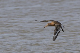 Black tailed godwit (Limosa limosa) adult male bird in summer plumage in flight over a lagoon,