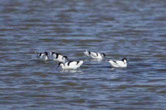 Pied avocet (Recurvirostra avosetta) five adult birds in a lagoon, England, United Kingdom