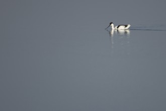 Pied avocet (Recurvirostra avosetta) adult bird in a lagoon, England, United Kingdom