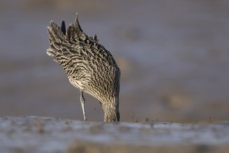 Eurasian curlew (Numenius arquata) adult bird feeding on a mudflat, Norfolk, England, United
