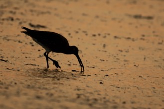 Eurasian curlew (Numenius arquata) silhouette of an adult bird feeding on a mudflat at sunset,