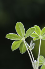 Lupin, young plant of the sweet lupin, Lupinus albus, variety 'Amiga'
