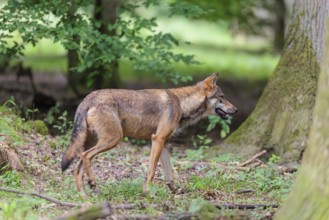 A gray wolf (Canis lupus lupus) walks along the edge of the forest on a cloudy day