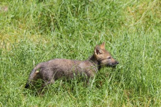 A seven-week-old gray wolf pup (Canis lupus lupus) runs across a green meadow on a sunny day