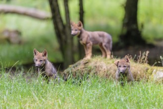 Three gray wolf pups (Canis lupus lupus) stand on, or next to a rock on a small hill at the edge of